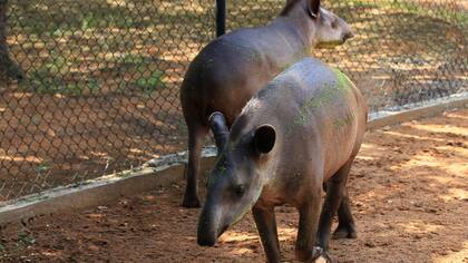 Debido a la crisis que atraviesa el país hay muchos niños con malnutrición
