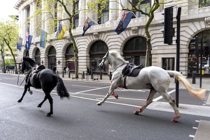 Dos caballos sueltos por las calles de Londres cerca de Aldwych, el miércoles 24 de abril de 2024