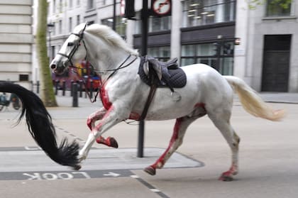 Un caballo blanco suelto por las calles de Londres cerca de Aldwych, el miércoles 24 de abril de 2024