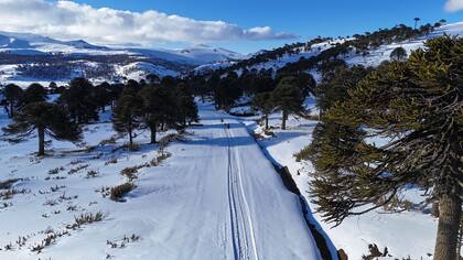 Horses & Huskies está a 3 km del Paso internacional de Pino Hachado.