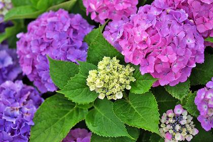 Hortensia