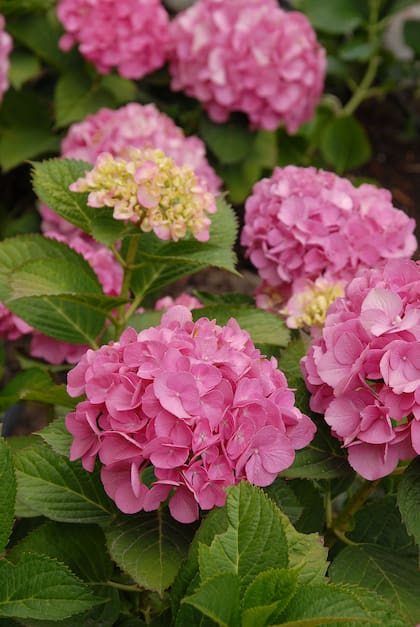 Hortensia, de nombre científico Hydrangea macrophylla. Es originaria de Japón y es la especie más difundida y más cultivada.