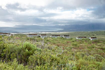 Hospedarse en un hotel en la Reserva Natural de Grootbos es sumergirse en el Reino Floral del Cabo.
