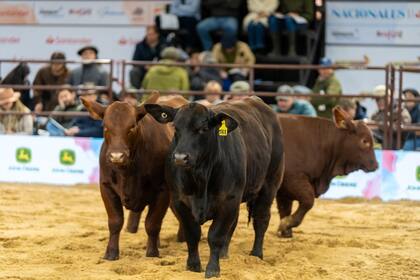 Hoy comenzó la 55a. Gran Nacional Brangus y la 19a. Exposición Nacional del Ternero
