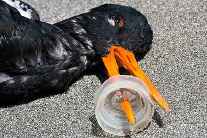 Hoy el 90 por ciento de la población de aves marinas vivas del mundo ha comido alguna vez plástico confundiéndolo con alimentos