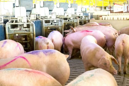 Hoy el bienestar animal es una premisa obligatoria en la producción sustentable de alimentos