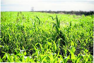 Maíz tardío: densidad, una variable que dejó de ser limitante