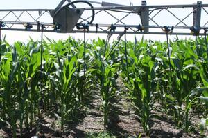 Con los fertilizantes, la baja del impuesto PAIS podría “llegar con lo justo” para los granos gruesos