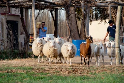 Hoy el tambo tiene 40 ovejas, casi 50 cabras y más de 10 vacas