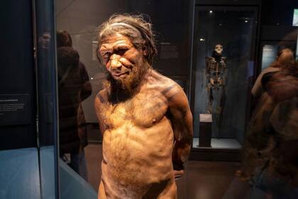 Hoy en día, está probado que los neandertales y humanos modernos se cruzaron.