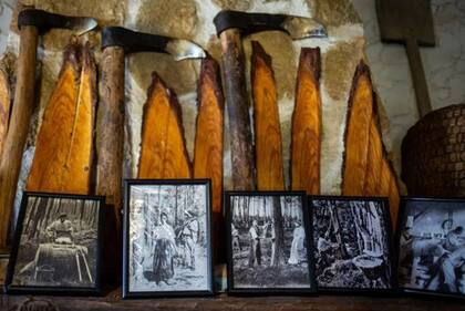 Hoy en día, muchas familias de la región exhiben con orgullo viejas herramientas de extracción de resina de pino y fotografías de sus familiares "sangrando" a los árboles.