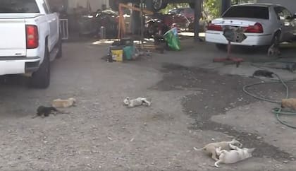Hoy en día su taller alberga a 24 perros que la gente abandonó en el área