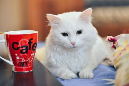 Hoy en día, tanto perros como gatos no solo son animales de compañía, sino también fuentes de bienestar emocional y social (Foto ilustrativa: PIXABAY)