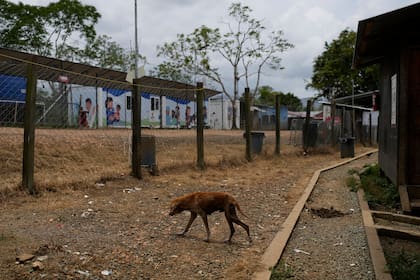 Hoy es el Día del Perro Callejero
