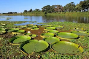 Hoy es el Día Mundial de los Humedales.