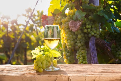 Hoy es el Día Nacional del Vino