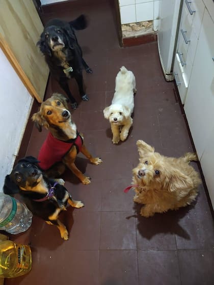 Hoy, ese “viejo cachorro” es un símbolo de esperanza y de segundas oportunidades.