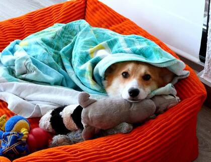 Hoy existe una vacuna que se pone en la fosa nasal del perrito cada tres meses con el fin de prevenir la tos perrera