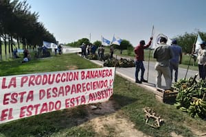 Las bananas se pudren en el suelo porque los pequeños productores no tienen plata para cosecharlas