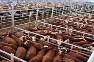 Altibajos en el comienzo de semana en el Mercado Agroganadero de Cañuelas