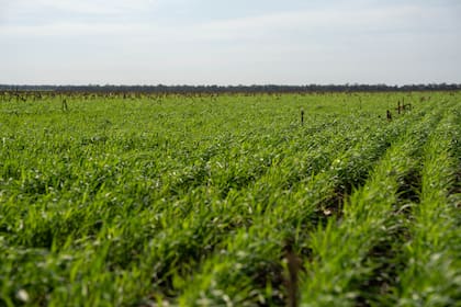 Hoy, la empresa cuenta con 4194 hectáreas certificadas entre soja y maíz