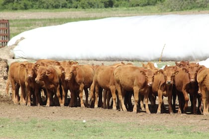 “Hoy la mayoría de los productores no deja vacas secas en el campo para darles otra oportunidad”, explicaron en Ciccra