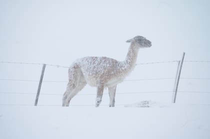 Hoy la mortandad natural es del 5% y se genera por climas fríos