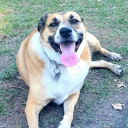 Hoy Laica es una perrita feliz y mimada.