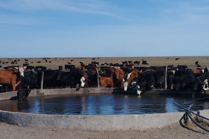 Hoy los animales tienen agua gracias al traslado que se hizo