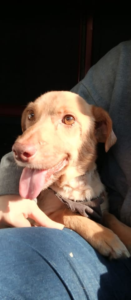 Hoy Pelusa está recuperado y lleva la vida de cualquier perrito que es amado y respetado.