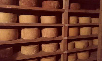 Pioneros argentinos crean un queso único premiado en el mundo 21 Hoy producen quesos tiernos con 60 días de maduración, semicurados con cuatro meses, curados con seis, viejos con un año y añejos que superan los cuatro años. Entre sus innovaciones destaca la “Tabla Vertical de Quesos de Oveja”, que ofrece un mismo queso en distintos puntos de maduración