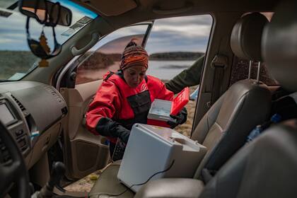 Hoy, según miembros del propio Proyecto Macá Tobiano, es la estrategia más clara para salvar a la especie de la extinción