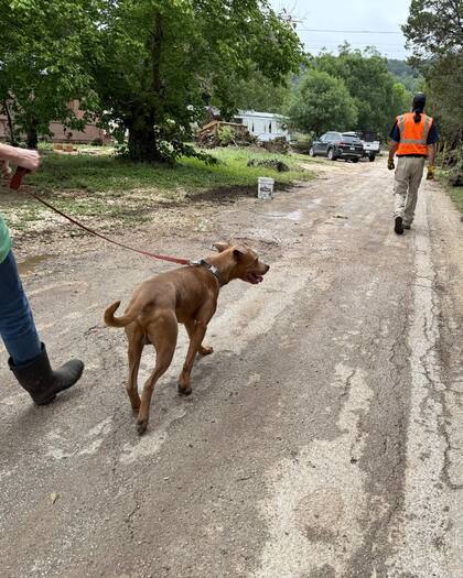 Hoy Superman está al resguardo de una familia de tránsito (Foto: Facebook/Austin Pets Alive!)
