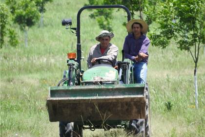 Hoy tienen 30 empleados que cuidan las 35.000 plantas en 500 hectáreas