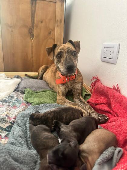 Hoy, todos los perritos (incluida Dulce) tienen el hogar digno que merecen.