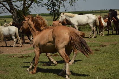 Hoy viven 132 caballos en el santuario de ACMA en Baradero, pero deben ser trasladados