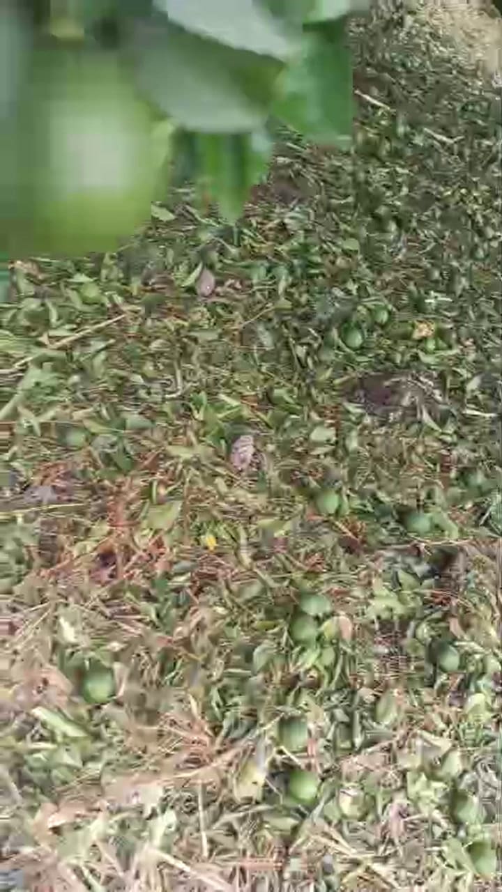 Las frutas en el suelo tras el temporal