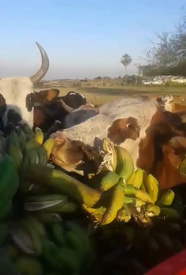 En Formosa las vacas comen bananas