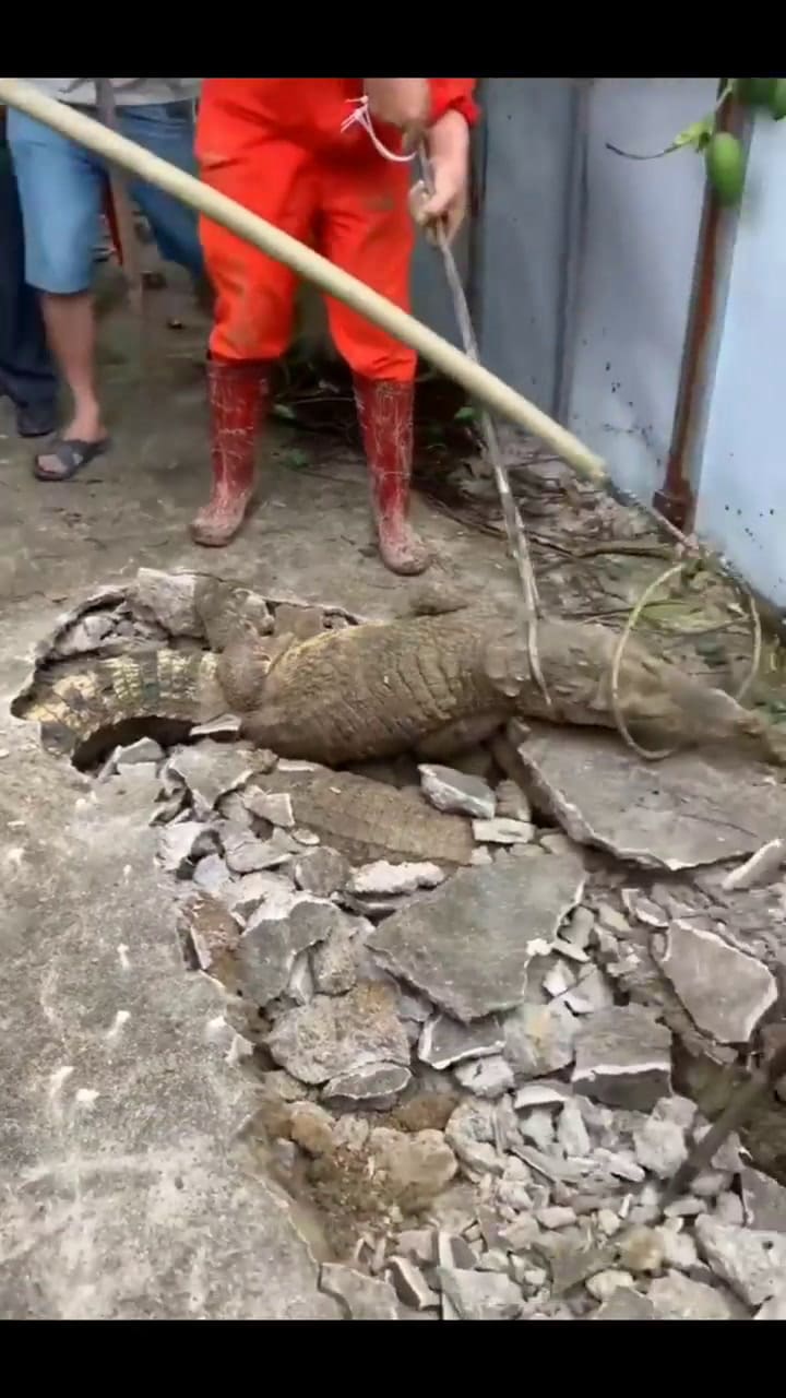 Rompieron una vereda y debajo se encontraron con tres cocodrilos