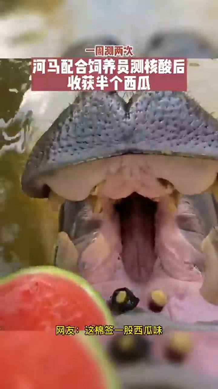 Covid en China: vuelven los testeos en animales por el masivo brote en la ciudad de Xiamen