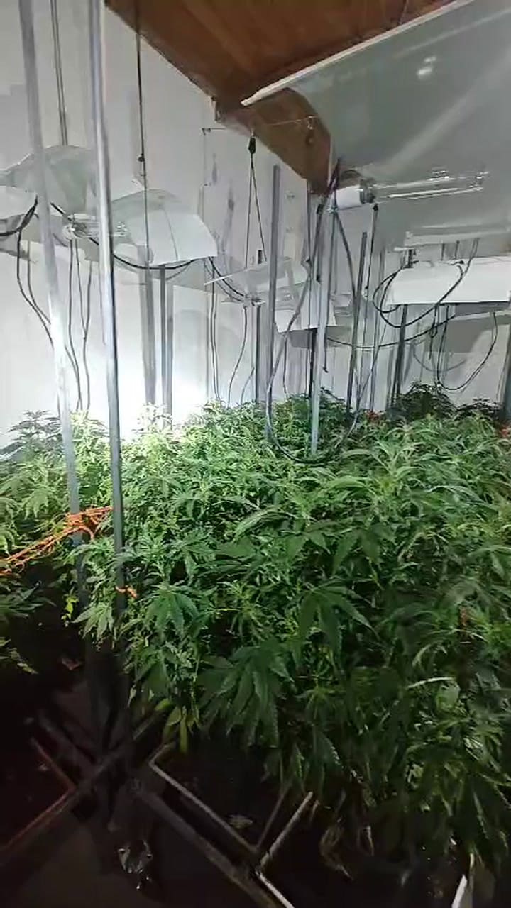 Las plantas de marihuana descubiertas en un departamento de Villa Urquiza