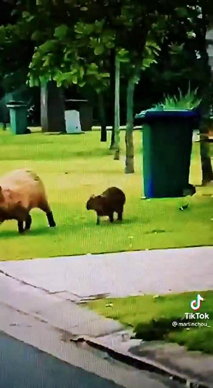 El video que ironiza sobre la cheta del Nordelta y los carpinchos