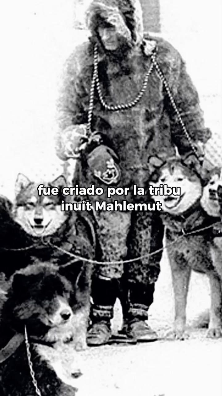 Las características del perro malamute de Alaska