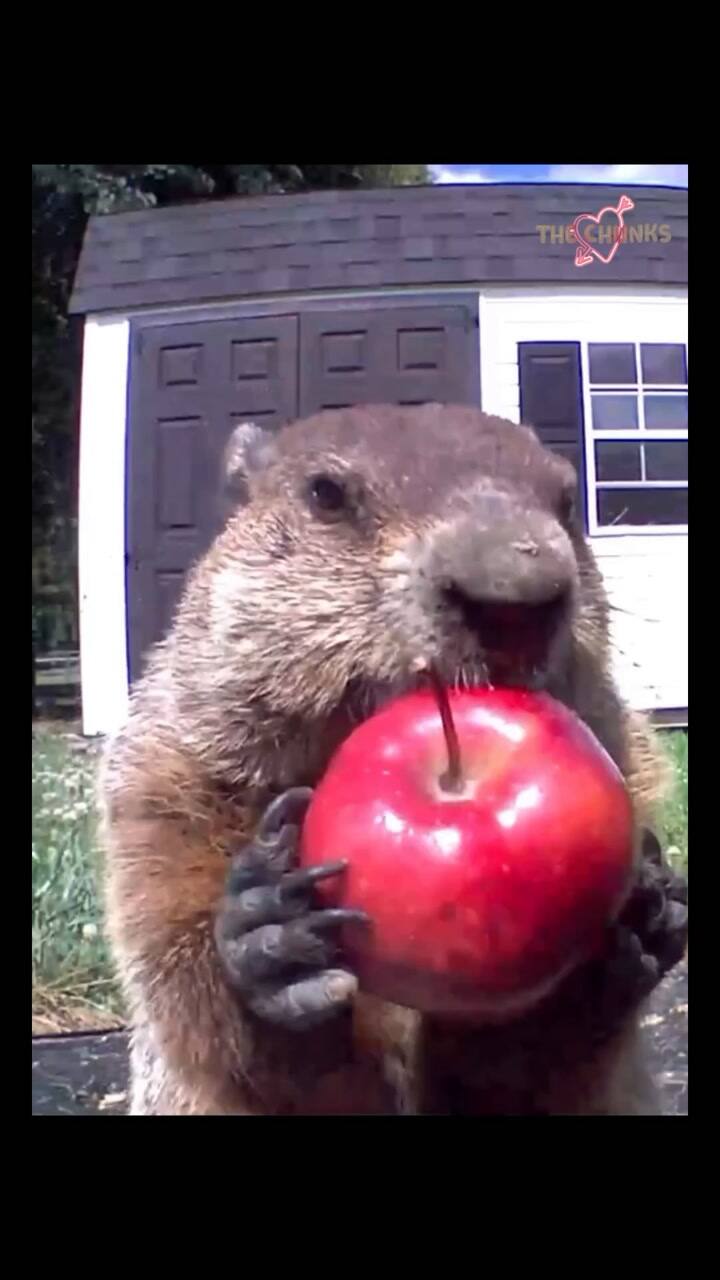 An Apple A Day They Say! ••#Apple #Surprise #Popup #Closeup #Insta #Aww #Mindfulness #Stressrelief #Chunk