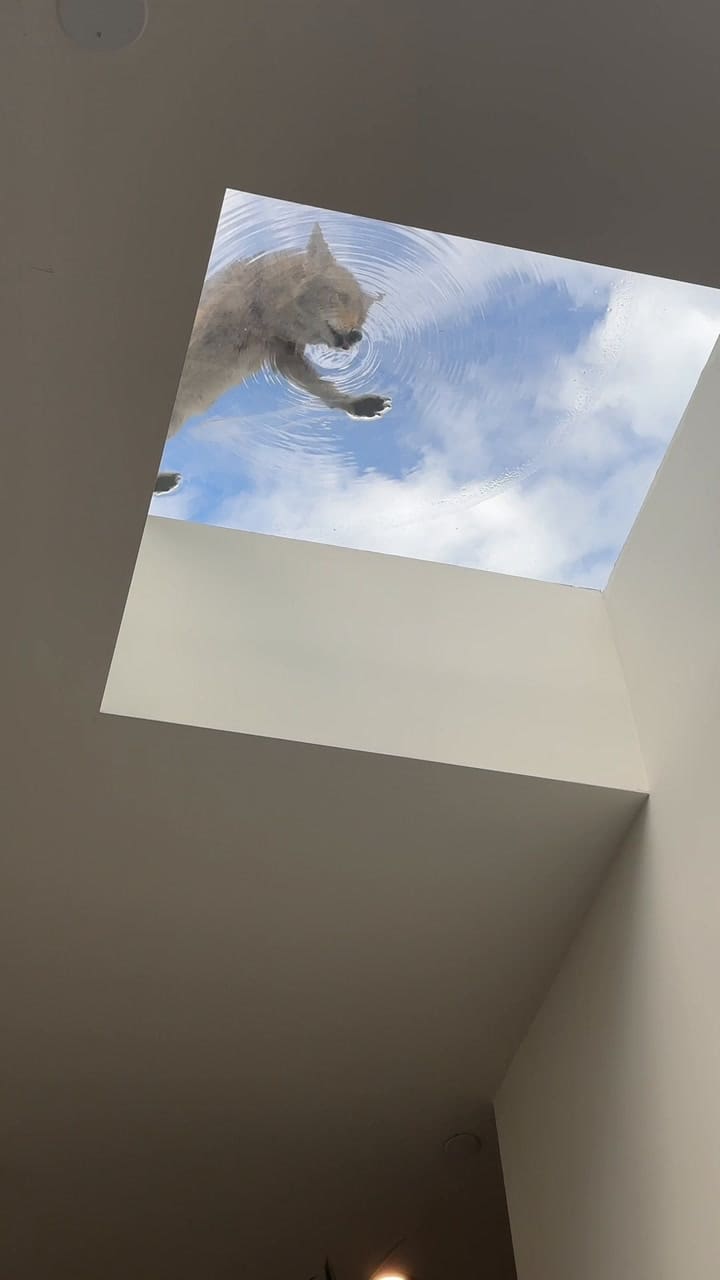 Sorpresa en una peluquería de Los Ángeles