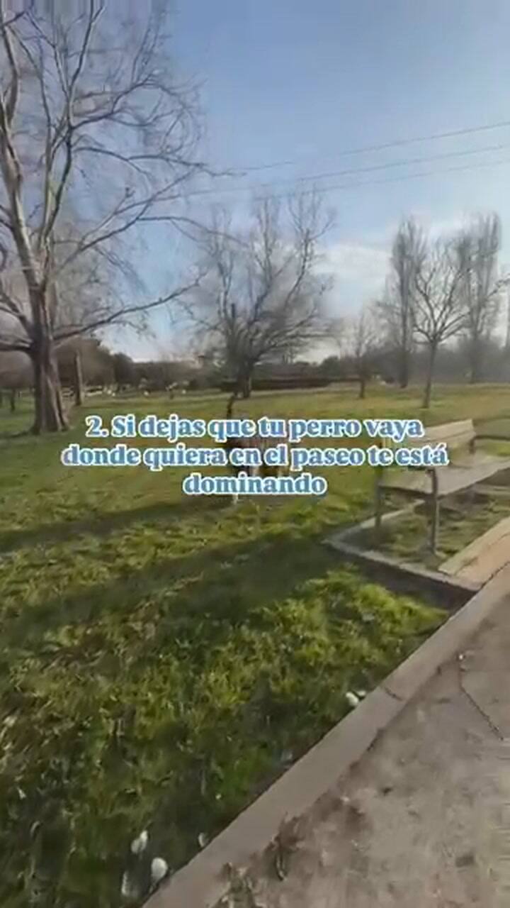 Los mitos sobre la educación canina