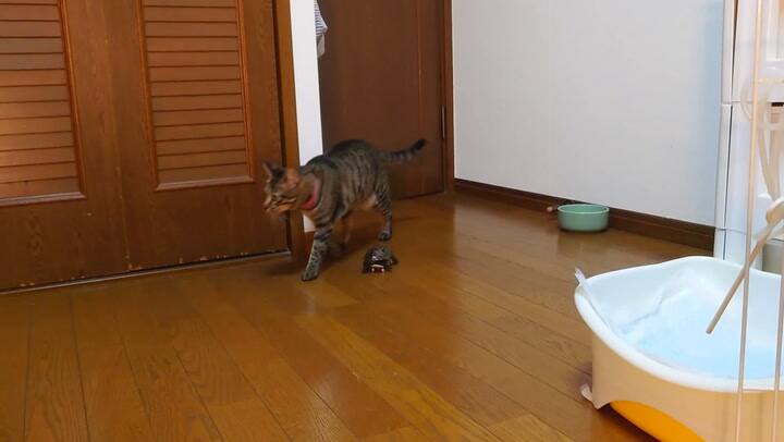 La tortuga en skate escapa del gato