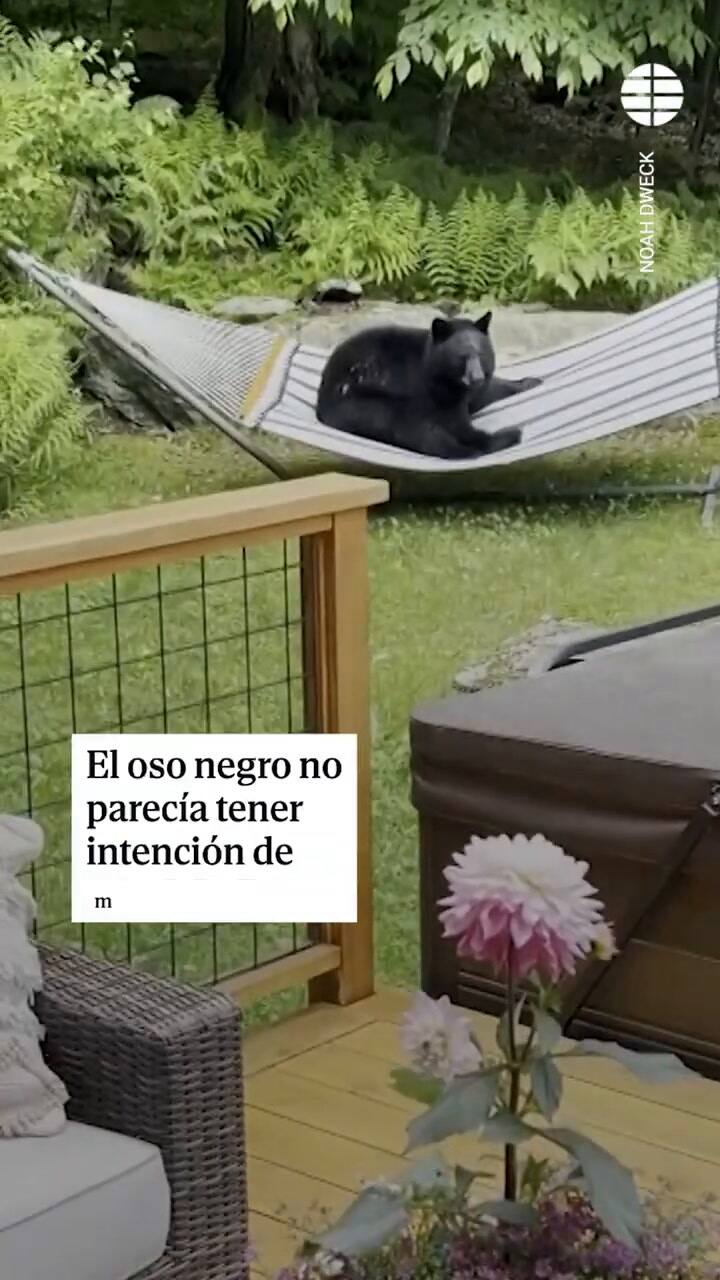 Captaron a oso tomando un descanso en hamaca de una vivienda en Estados Unidos