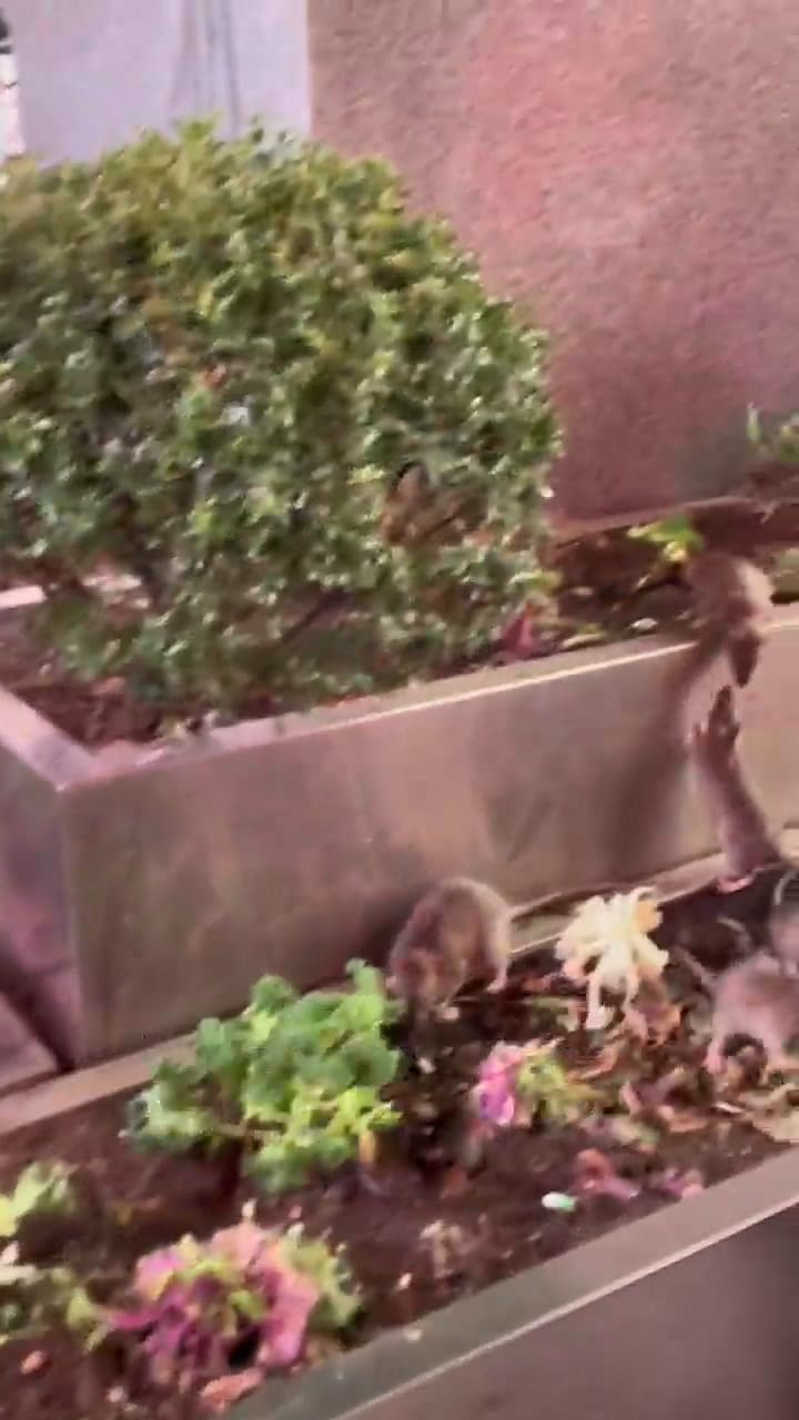 Una persona alimentó a las ratas de la ciudad de Nueva York