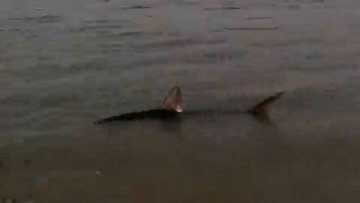 Un tiburón fue localizado en la costa de una playa de Massachusetts